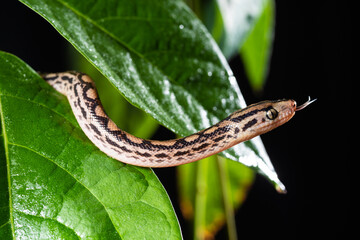 Grass Snake tasting the air among leaves on a tree stump.