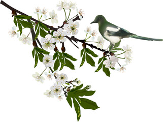 magpie with blossoming spring tree branch isolated on white