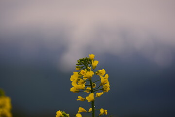 Rapeseed flowers and yellow field with dark cloudy sky