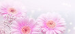 Soft defocused gerbera flowers with soft bokeh in pastel colors for background and copy space