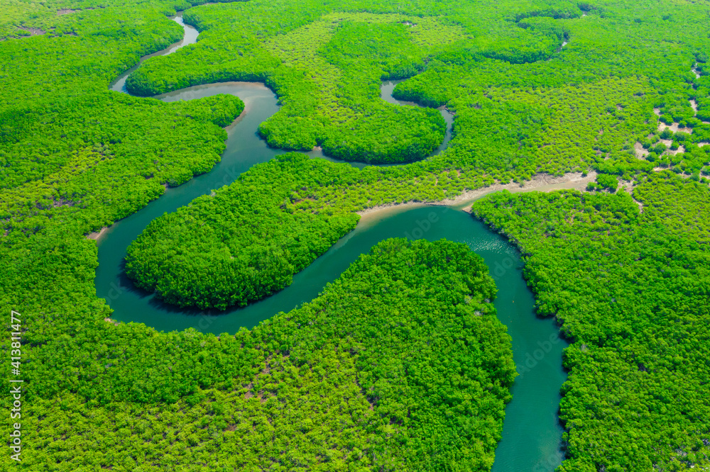 Aerial View of Green Mangrove Forest. Nature Landscape. Tropical ...