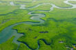 Aerial View of Green Mangrove Forest. Nature Landscape. Tropical Rainforest.