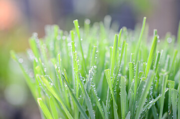 dew on grass