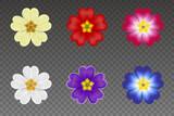 Fototapeta  - set of isolated primroses colorful spring flowers