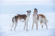 Russian greyhound dogs on the winter landscape.