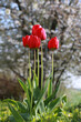 Natural tulips standing tall