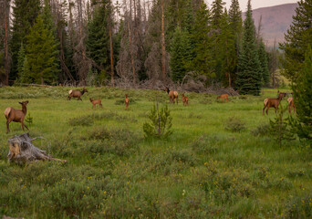 herd of elk in the meadow