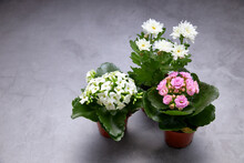 Small Pots With Bouquets Of White And Pink Flowers. Concept Of Love.