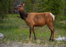 Female Elk Standing In Forest.