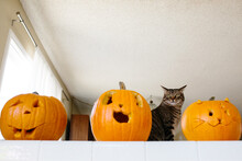 Tabby Cat Viewed Behind Three Carved Pumpkins