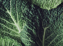 Close Up Detail Shot Of Savoy Cabbage Leaves. Background And Texture.