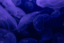 Purple And Blue Moon Jelly Fish Floating Together