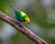 Multicolored Tanager In Search Of Food From The Top Of A Dry Tree. Endemic From Colombia