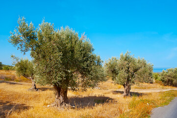 Sticker - The green trees and dried soil in olive orchard, Crete, Greece