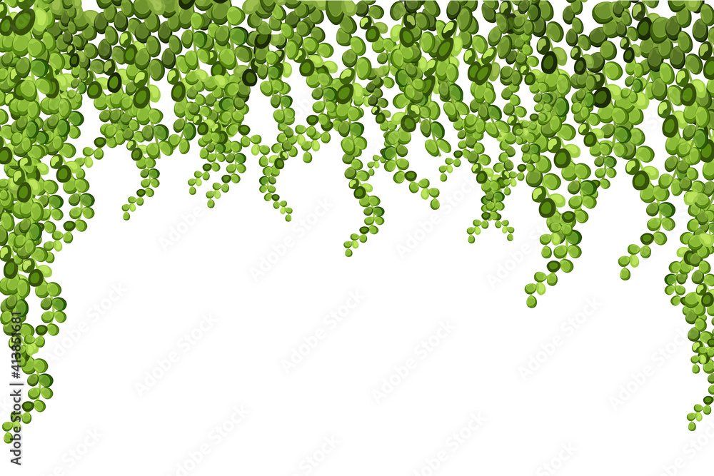 Green vine, liana or ivy hanging from above or climbing the wall.Decoration for garden or home.Template on white background. - obrazy, fototapety, plakaty 
