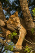 Löwin in Baum schläft
