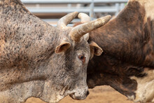 Two Bulls With Heads Together At Western Rodeo