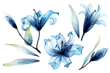Watercolor Set With Transparent Flowers And Leaves. Transparent Blue Lilies In Pastel Colors. Elements Isolated On White Background. Design For Wedding