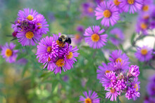 Bumble Bee Gathering Pollen From Purple Aster