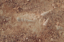 Shell Fossils In Paracas, Peru