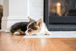 © Cavan Images - Adorable small fuzzy corgi puppy laying on floor by fireplace
