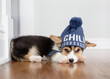 © Cavan Images - Corgi puppy laying down with hat cute winter hat on