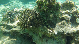 Fototapeta Na drzwi - Morze Czerwone, ryby, koralowce, nurkowanie, płaszczka, meduza, wakacje, woda słońce, moczarki