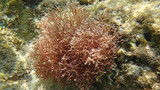 Fototapeta  - Morze Czerwone, ryby, koralowce, nurkowanie, płaszczka, meduza, wakacje, woda słońce, moczarki