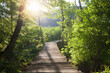 © Cavan Images - Wooden path across the river at sunny morning