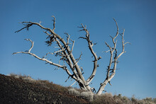 Single Dead Tree With Many Gray Branches Silhouetted Against Blue Sky