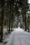 Fototapeta Krajobraz - randonnée dans les bois en hiver - forêt enneigée