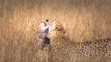Beautiful View Of A Couple Cheetah Licking Each Other In Maasai Mara Kenya, Tanzania