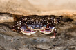 © Cavan Images - Purple rock crab on New Zealand coast