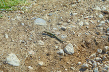 European Green Lizard (Lacerta Viridis) Walking At The Ground.