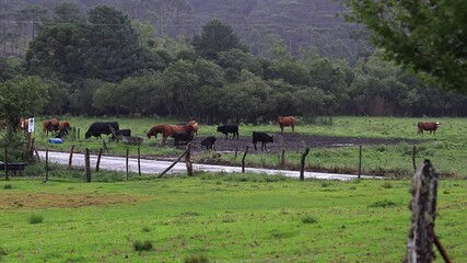 Canvas Print - Área rural com gado no pasto