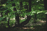 Fototapeta  - Beautiful close up of a forked tree in the forest