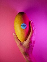 Closeup Still-life Shot Of Hand Holding Organically Grown Mango Fruit
