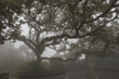© Cavan Images - Huge tree among the fog in fifth of regaleira
