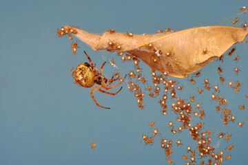 Close up Spider's nest,   Cobweb spider. They started making silk to protect their bodies and their eggs.