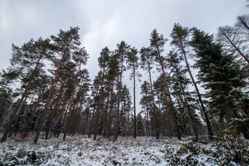 Poster - pine forest in winter