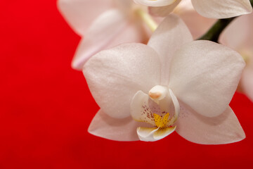  white orchid on a red background