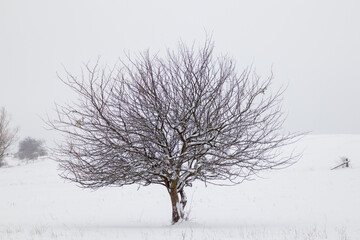 Canvas Print - Apple tree in snow