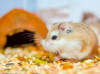 Roborovski hamster