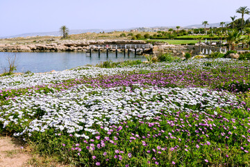 Wall Mural - field of white and purple flowers in the beach park