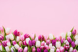 Fototapeta Tulipany - Pink and white tulips on a pink background, selective focus. Mothers Day, birthday celebration concept.