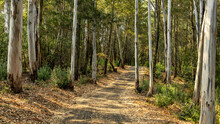 A Landscape View Of Forest Trails Winding Through Tall Eucalyptus Trees.