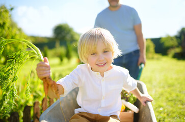 Wall Mural - Happy little boy having fun in wheelbarrow pushing by dad in domestic garden on warm sunny day. Child hold bunch of fresh carrots. Active outdoors games for kids in backyard during harvest time