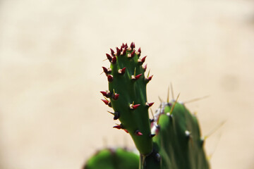 Canvas Print - cactus with flower