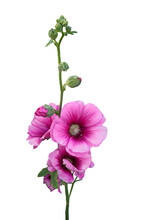 Beautiful Hollyhock Is Growing In A Garden. Pink Flower Of Hollyhock  On  Blur Background.