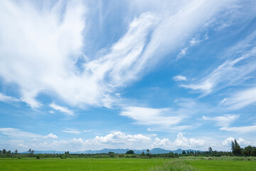 Wall Mural - White clouds float abstract shapes in the sky and the green grass.